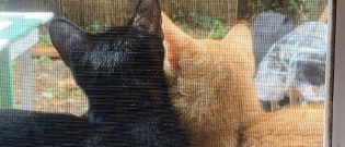 Illustration : "Inquiets pour le sort de sa portée, un couple de chats errants fait appel aux humains pour mettre bas"