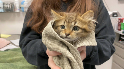 Illustration : Interpellé par des miaulements, un homme sauve un chaton de 5 semaines le corps gelé à un camion en l'aspergeant d'eau chaude