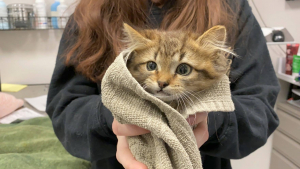 Illustration : "Interpellé par des miaulements, un homme sauve un chaton de 5 semaines le corps gelé à un camion en l'aspergeant d'eau chaude"