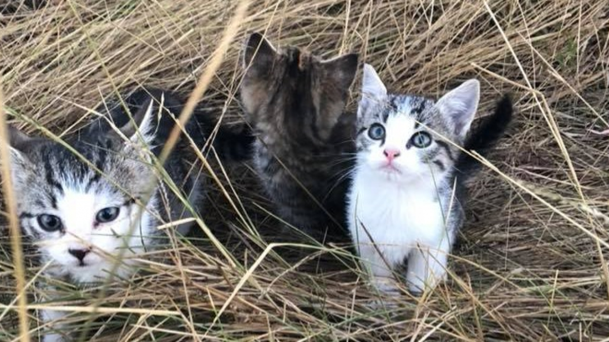 Illustration : "En pleine promenade, elle tombe sur 10 chatons abandonnés sur le bord de la route. Avec intelligence, elle parvient à les attirer chez elle à pied sur 1 kilomètre pour les sauver (Vidéo)"