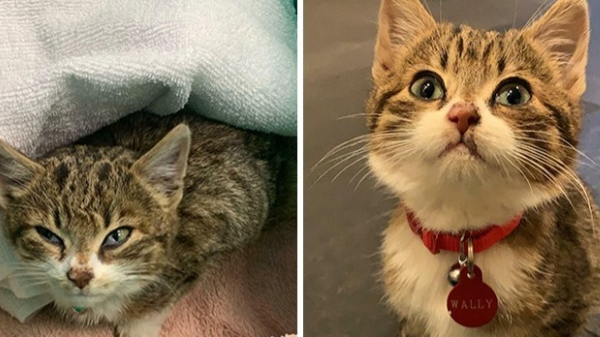 Illustration : "20 chats avant et après leur adoption dans un refuge qui prouvent que votre amour peut changer leurs vies !"