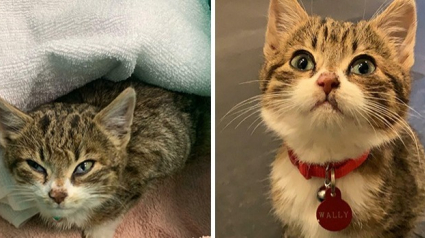Illustration : 20 chats avant et après leur adoption dans un refuge qui prouvent que votre amour peut changer leurs vies !