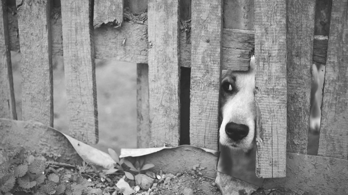 Illustration : "Brigitte Bardot lance un appel aux dirigeants russe et azéri pour sauver les chiens abandonnés d'Arménie"