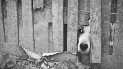 Illustration : Brigitte Bardot lance un appel aux dirigeants russe et azéri pour sauver les chiens abandonnés d'Arménie