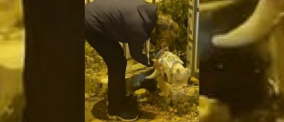 Illustration : "Une passante émue surprend une femme en train de mesurer un morceau de tissu sur un chat errant et découvre que c'est pour lui confectionner un manteau pour l'hiver (vidéo)"