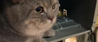 Illustration : "En retard à cause de son chat qui ne voulait pas la laisser partir, une étudiante introduit secrètement son chat en classe. La discrétion du félin est devenue virale (Vidéo)"