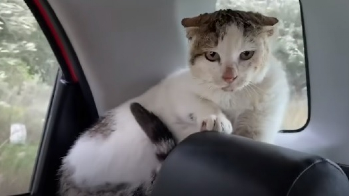 Illustration : "Un bénévole sauve un chat errant la tête coincée dans une boite de conserve et le soigne de son agressivité par l'amour (Vidéo)"