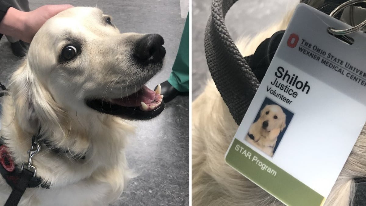 Illustration : "Un hôpital embauche un Golden Retriever pour accompagner et soutenir les employés pendant leur journée de travail"