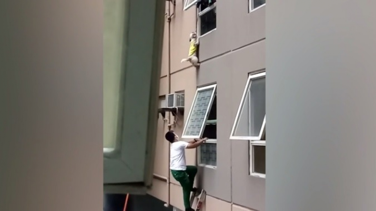 Illustration : "Les secours interviennent pour tenter de sauver un chien accroché à la paroi d'un appartement après une chute à 10 mètres de hauteur (Vidéo)"
