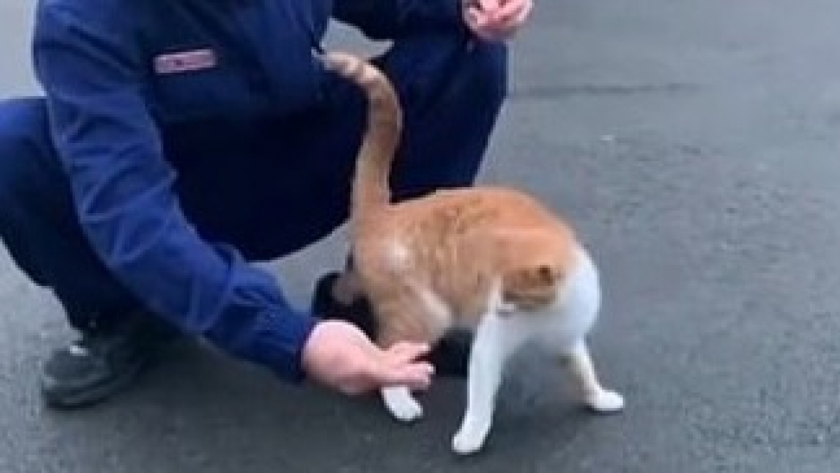 Illustration : "Pris en charge par les pompiers il y a 3 ans pour malnutrition, cet ancien chat errant a été adopté par la brigade et monte la garde de la caserne au quotidien"