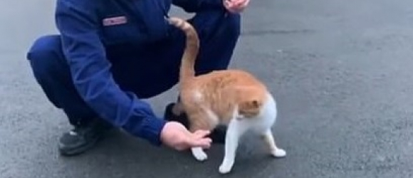 Illustration : "Pris en charge par les pompiers il y a 3 ans pour malnutrition, cet ancien chat errant a été adopté par la brigade et monte la garde de la caserne au quotidien"