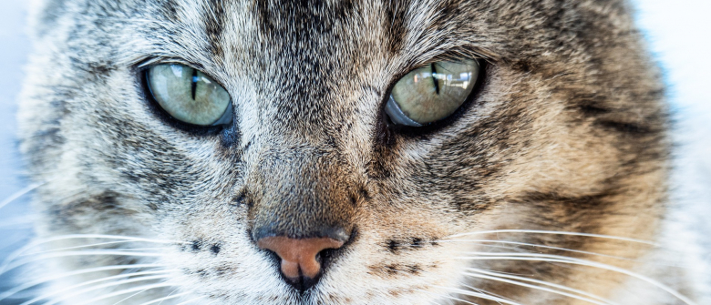 10 Aliments Que Vous Ne Devez Pas Donner A Votre Chat Meme S Il Vous Implore Du Regard