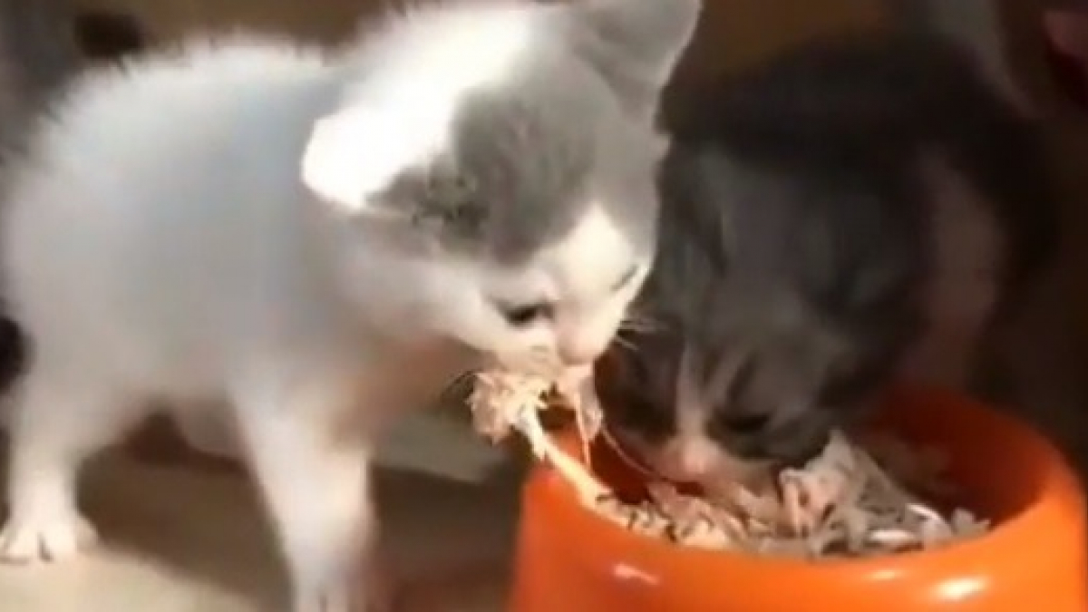 Illustration : "Incapable de partager, ce chaton enrage lorsqu'il s'aperçoit qu'un congénère mange dans sa gamelle, sa réaction est fulgurante (Vidéo)"