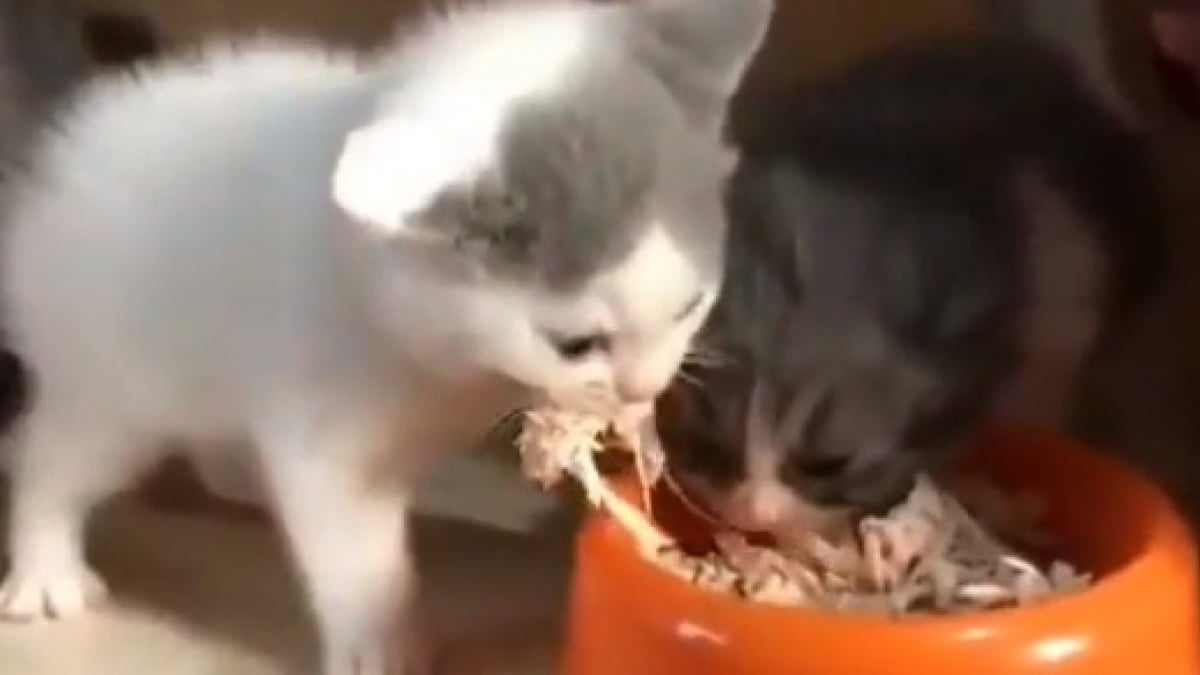 Illustration : "Incapable de partager, ce chaton enrage lorsqu'il s'aperçoit qu'un congénère mange dans sa gamelle, sa réaction est fulgurante (Vidéo)"