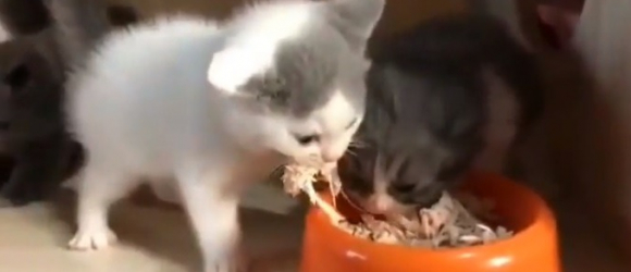 Illustration : "Incapable de partager, ce chaton enrage lorsqu'il s'aperçoit qu'un congénère mange dans sa gamelle, sa réaction est fulgurante (Vidéo)"