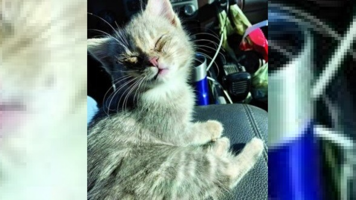 Illustration : "Un agent d'assainissement sauve un chaton errant de 6 semaines en plein service puis l'adopte. Frigorifié, il avait les yeux collés par le froid ! "