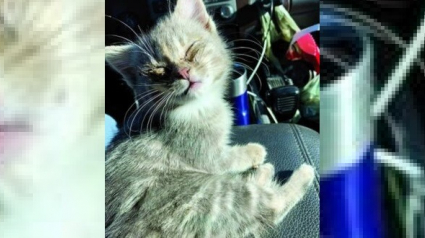 Illustration : Un agent d'assainissement sauve un chaton errant de 6 semaines en plein service puis l'adopte. Frigorifié, il avait les yeux collés par le froid ! 