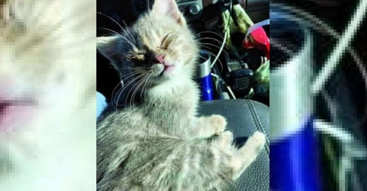 Un Agent D Assainissement Sauve Un Chaton Errant De 6 Semaines En Plein Service Puis L Adopte Frigorifie Il Avait Les Yeux Colles Par Le Froid Un Agent D Assainissement Sauve Un Chaton Errant De 6 Semaines En Plein Service Puis L Adopte Frigorifie Il Avait Les Yeux Colles Par Le Froid