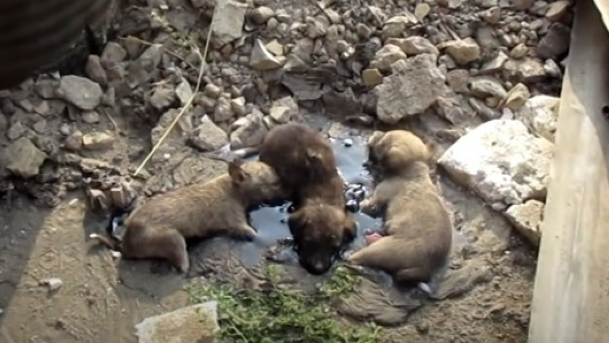 Illustration : "Interpellés par des aboiements, des passants découvrent et sauvent trois chiots pris au piège dans une mare de goudron !"