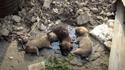 Illustration : Interpellés par des aboiements, des passants découvrent et sauvent trois chiots pris au piège dans une mare de goudron !