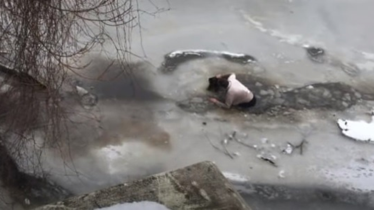 Illustration : "Alerté par ses chiens en pleine promenade, un homme découvre et tente de sauver un chien pris au piège dans les eaux glacées d'un lac !"