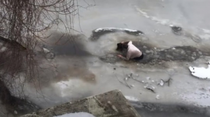 Illustration : Alerté par ses chiens en pleine promenade, un homme découvre et tente de sauver un chien pris au piège dans les eaux glacées d'un lac !