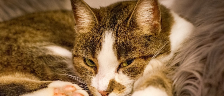 Une Entreprise D Elagage Intervient Et Sauve Le Chat Coince A La Cime D Un Arbre Pendant 5 Jours Sans Eau Ni Nourriture