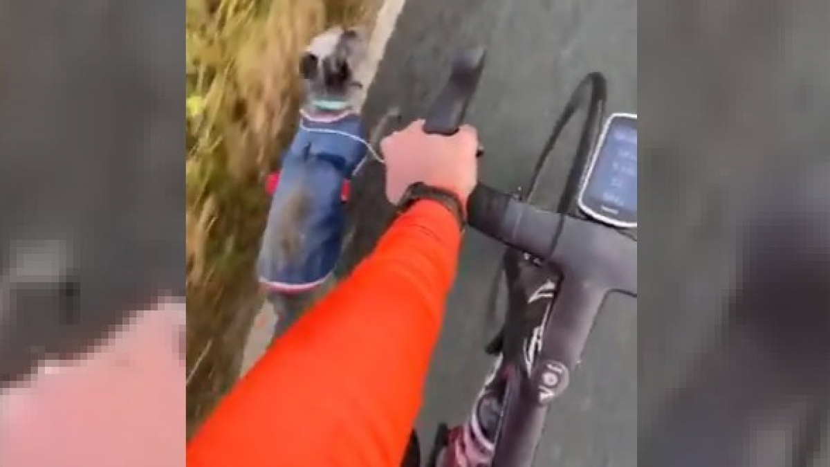 Illustration : "Un cycliste olympique utilise une paire d'écouteurs pour ramener un chien perdu chez lui (Vidéo)"