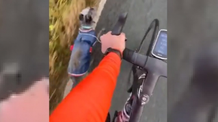 Illustration : Un cycliste olympique utilise une paire d'écouteurs pour ramener un chien perdu chez lui (Vidéo)