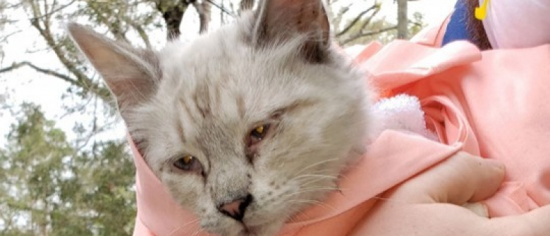 Un Homme S Intoxique Pour Tenter De Sauver Son Chat Dans L Incendie De Son Mobile Home Un Homme S Intoxique Pour Tenter De Sauver Son Chat Dans L Incendie De Son Mobile Home