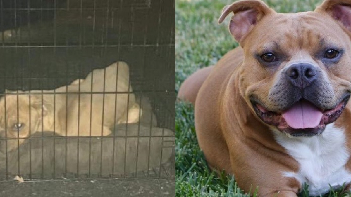 Illustration : "Une passante découvre un chien jeté aux ordures dans une boite métallique, son geste va changer sa vie !"