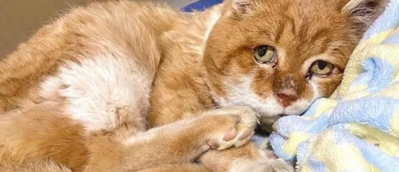 Illustration : "Émue par la relation d'amitié que son voisin avait nouée avec un chat errant handicapé, une âme bienveillante fait tout son possible pour l'adopter "