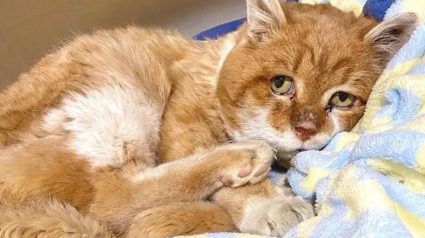 Illustration : Émue par la relation d'amitié que son voisin avait nouée avec un chat errant handicapé, une âme bienveillante fait tout son possible pour l'adopter 