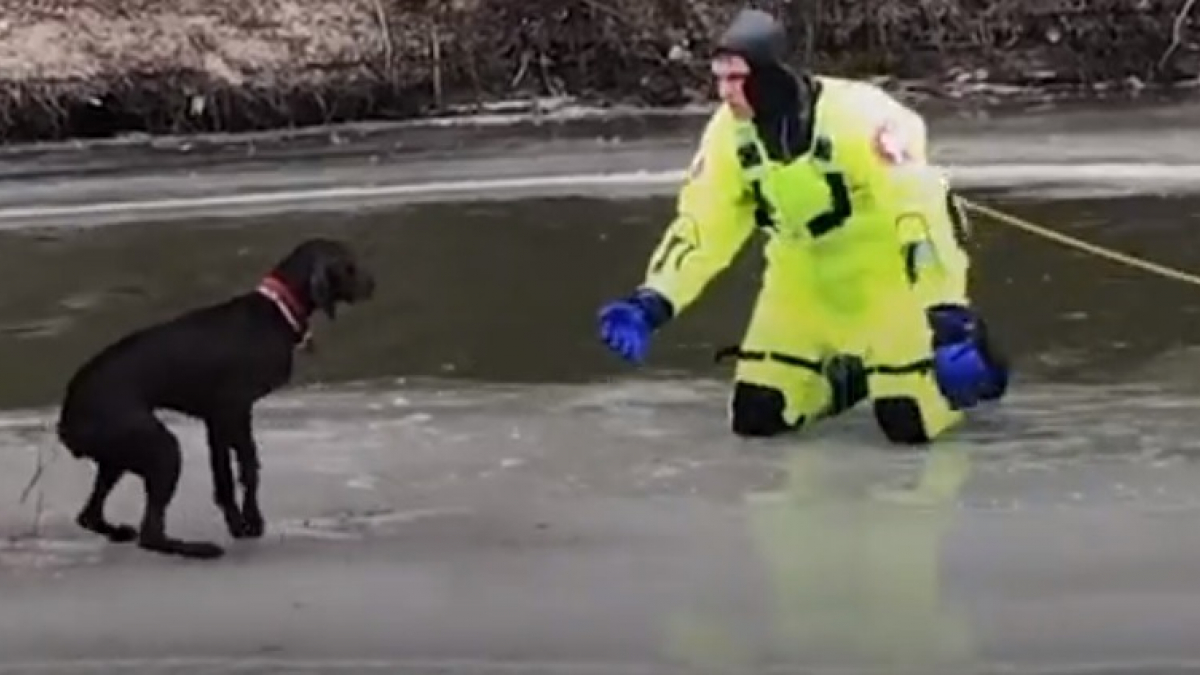 Illustration : "2 pompiers se jettent à l'eau et risquent leur vie pour tenter de sauver un Labrador pris au piège sur un lac gelé "