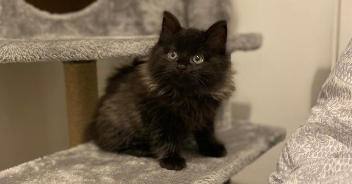 2 chatons à la recherche de chaleur coincés dans un