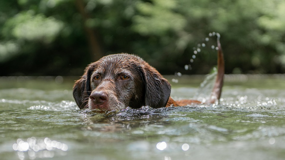 Illustration : "L'intervention périlleuse des pompiers pour tenter de sauver un couple et leur chien pris au piège dans les eaux d'une écluse "