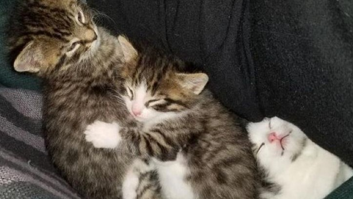 Illustration : "Un couple dispose un abri dans son jardin pour venir en aide aux chats errants de leur quartier. En 2 mois, ils sauvent deux portées et leur maman !"