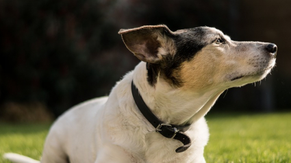 Illustration : Alertée par un joggeur, la SPA prend en charge un Jack Russell abandonné au pied d'un arbre sans eau ni nourriture