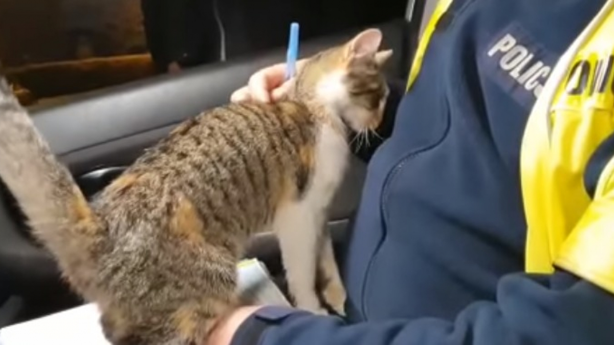 Illustration : "La vidéo touchante d'un chat errant se faufilant dans la voiture d'un policier en pleine intervention en espérant être adopté "