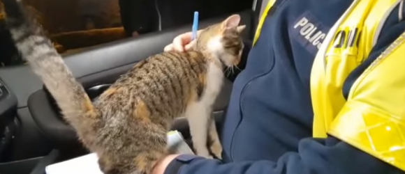 Illustration : "La vidéo touchante d'un chat errant se faufilant dans la voiture d'un policier en pleine intervention en espérant être adopté "
