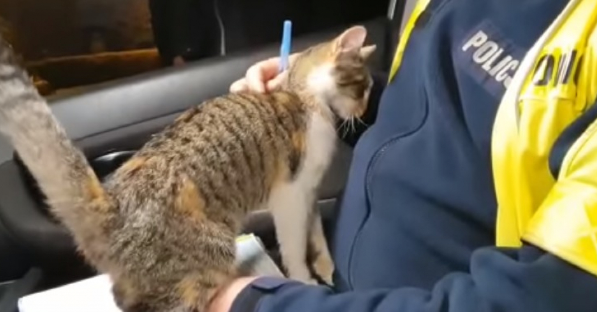 La Video Touchante D Un Chat Errant Se Faufilant Dans La Voiture D Un Policier En Pleine Intervention En Esperant Etre Adopte La Video Touchante D Un Chat Errant Se Faufilant Dans La Voiture D Un Policier En Pleine Intervention En Esperant Etre Adopte