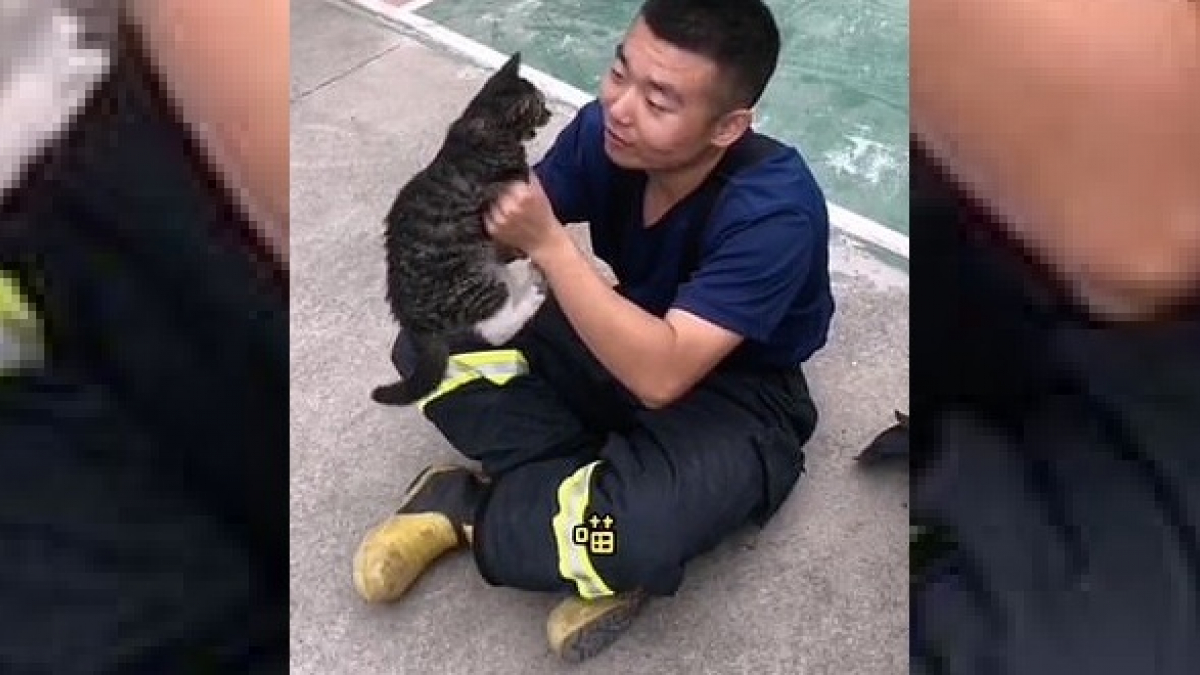 Illustration : "Vidéo - Un pompier chante une chanson à un chaton errant. Aujourd'hui, cela fait 3 mois qu'il a été adopté par la brigade"