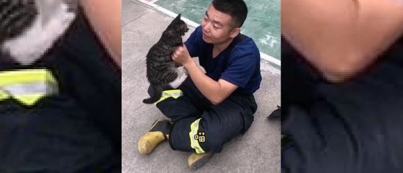 Illustration : "Vidéo - Un pompier chante une chanson à un chaton errant. Aujourd'hui, cela fait 3 mois qu'il a été adopté par la brigade"