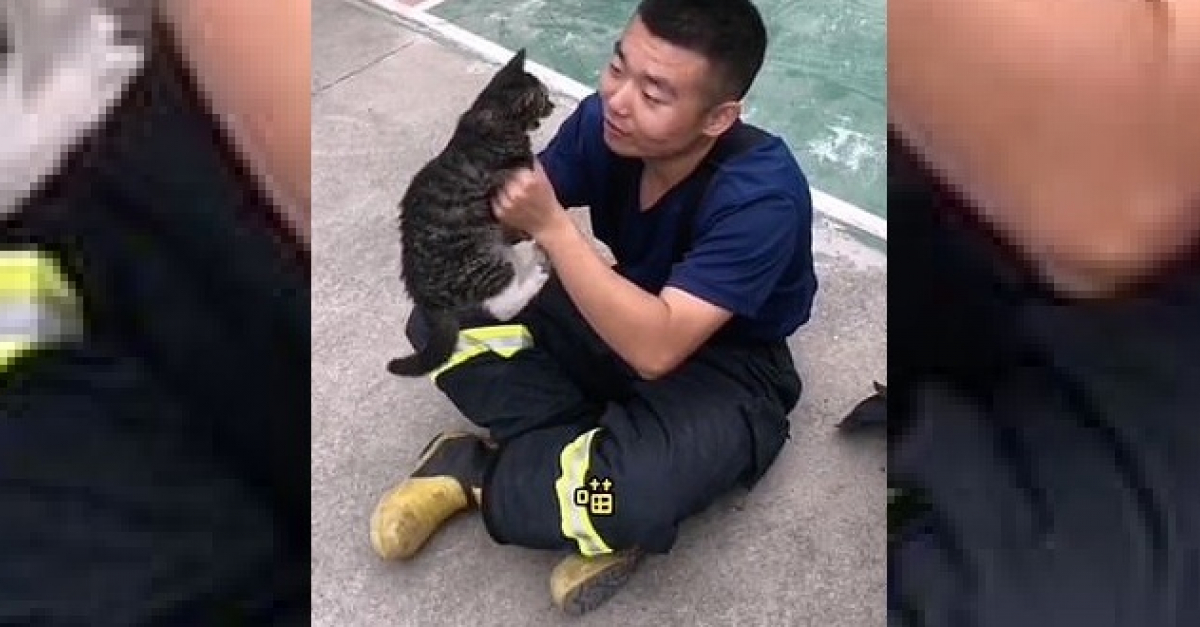 Video Un Pompier Chante Une Chanson A Un Chaton Errant Aujourd Hui Cela Fait 3 Mois Qu Il A Ete Adopte Par La Brigade Video Un Pompier Chante Une Chanson A Un Chaton Errant Aujourd Hui Cela Fait 3 Mois Qu Il A Ete Adopte Par La Brigade