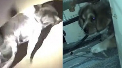 Illustration : Vidéo - Une chienne interpelle et escorte les pompiers pour qu'ils viennent en aide à son chiot pris au piège la tête coincée dans une cage