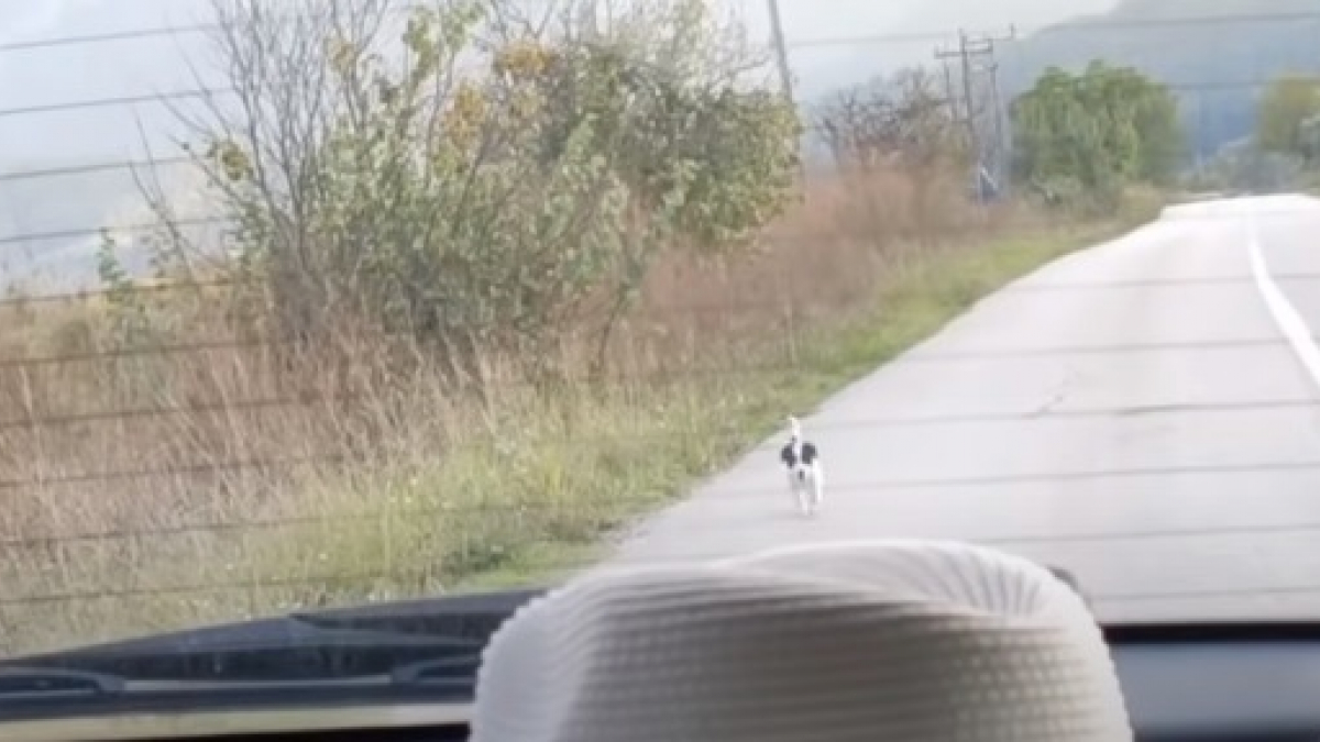 Illustration : "Un chiot errant fait irruption sur la route pour courir après sa voiture et en espérant être sauvé (Vidéo)"