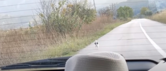Illustration : "Un chiot errant fait irruption sur la route pour courir après sa voiture et en espérant être sauvé (Vidéo)"