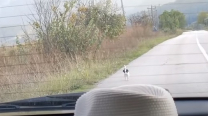 Illustration : Un chiot errant fait irruption sur la route pour courir après sa voiture et en espérant être sauvé (Vidéo)