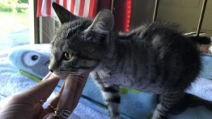 Illustration : "Après une opération chirurgicale, ce chaton errant à 3 pattes découvre l'amour. Sa nouvelle maîtresse veille à son rétablissement 7 jours sur 7 et 24 heures sur 24"