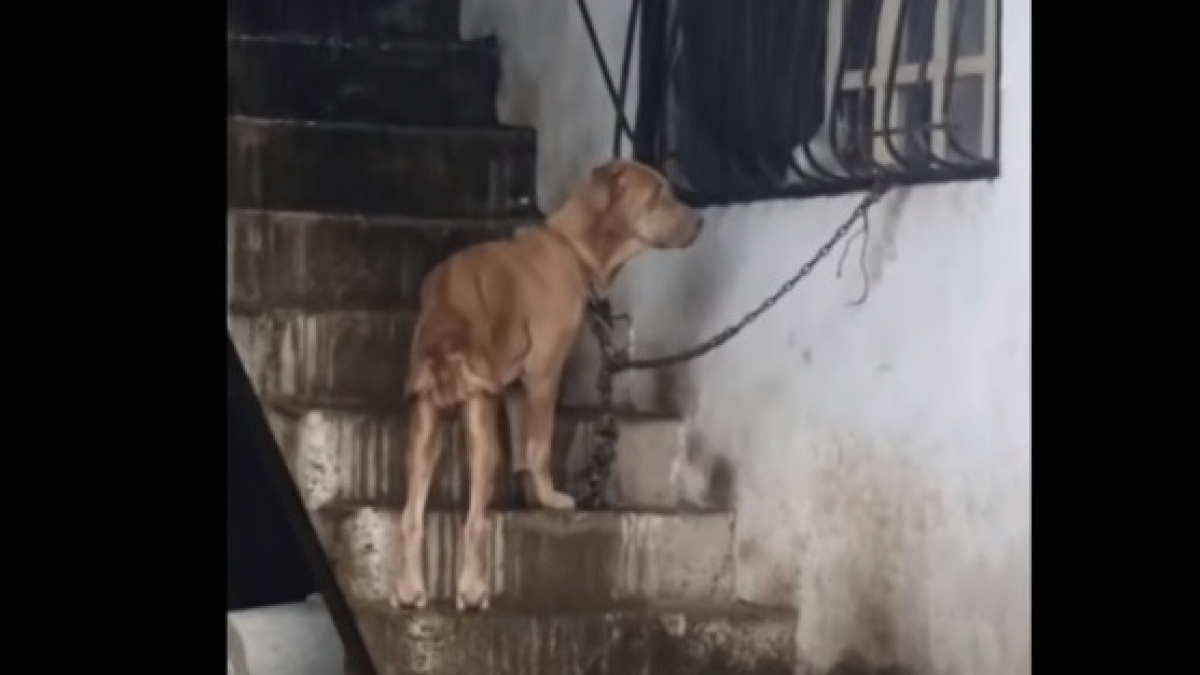 Illustration : "Abandonnée et attachée à une chaîne, cette chienne résignée a été sauvée in extremis et retrouve goût à la vie dans une maison aimante"
